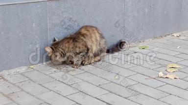 街猫吃食物高清视频